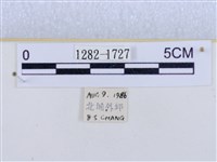 閃光苔蛾藏品圖，第3張