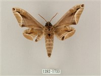 白點天蛾 藏品圖，第2張