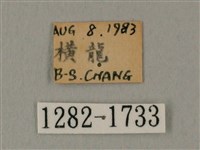 白點天蛾 藏品圖，第3張