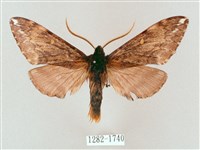 井上氏絨毛天蛾藏品圖，第1張