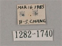 井上氏絨毛天蛾藏品圖，第3張