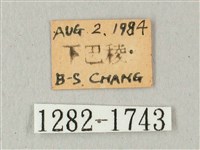 白點天蛾 藏品圖，第3張