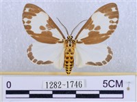 後凸蝶燈蛾藏品圖，第1張