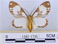 後凸蝶燈蛾藏品圖，第2張