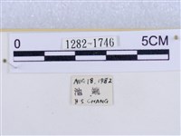 後凸蝶燈蛾藏品圖，第3張