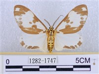 後凸蝶燈蛾藏品圖，第1張