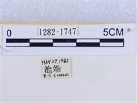 後凸蝶燈蛾藏品圖，第3張