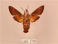 灰紋長喙天蛾藏品圖，第2張