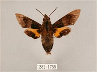 九節木長喙天蛾藏品圖，第1張