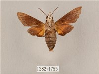 九節木長喙天蛾藏品圖，第2張