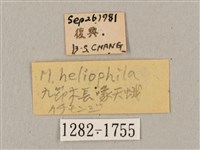 九節木長喙天蛾藏品圖，第3張