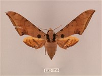 裂斑鷹翅天蛾藏品圖，第1張