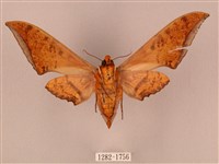 裂斑鷹翅天蛾藏品圖，第2張