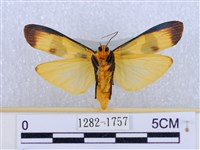 閃光苔蛾藏品圖，第2張