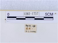 閃光苔蛾藏品圖，第3張