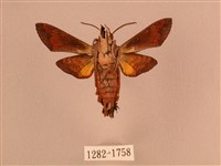 叉帶長喙天蛾藏品圖，第2張