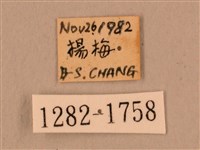 叉帶長喙天蛾藏品圖，第3張