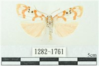 臺雪苔蛾藏品圖，第1張