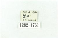 臺雪苔蛾藏品圖，第3張