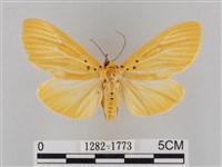 橙擬燈蛾藏品圖，第1張