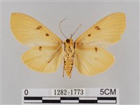 橙擬燈蛾藏品圖，第2張