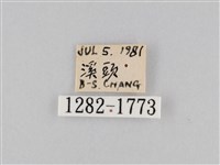 橙擬燈蛾藏品圖，第3張