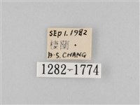 長斑擬燈蛾藏品圖，第3張