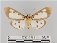 長斑擬燈蛾藏品圖，第1張