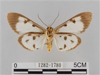 長斑擬燈蛾藏品圖，第2張