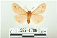 三條橙燈蛾藏品圖，第1張