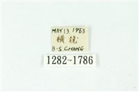 三條橙燈蛾藏品圖，第3張