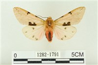 棍棒污燈蛾藏品圖，第1張