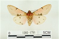 棍棒污燈蛾藏品圖，第2張