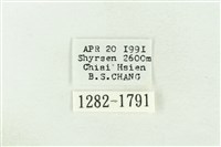 棍棒污燈蛾藏品圖，第3張