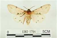 棍棒污燈蛾藏品圖，第2張