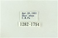 棍棒污燈蛾藏品圖，第3張