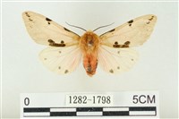 棍棒污燈蛾藏品圖，第1張