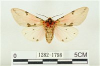 棍棒污燈蛾藏品圖，第2張