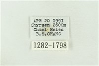 棍棒污燈蛾藏品圖，第3張