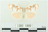 臺雪苔蛾藏品圖，第1張