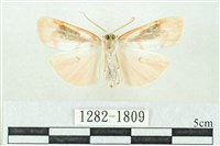 臺雪苔蛾藏品圖，第2張