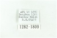 臺雪苔蛾藏品圖，第3張