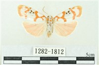 臺雪苔蛾藏品圖，第1張