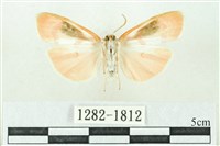 臺雪苔蛾藏品圖，第2張