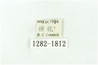 臺雪苔蛾藏品圖，第3張