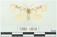 臺雪苔蛾藏品圖，第1張