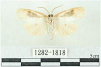 臺雪苔蛾藏品圖，第2張