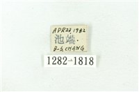 臺雪苔蛾藏品圖，第3張