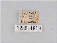 橙擬燈蛾藏品圖，第3張