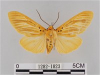 橙擬燈蛾藏品圖，第1張